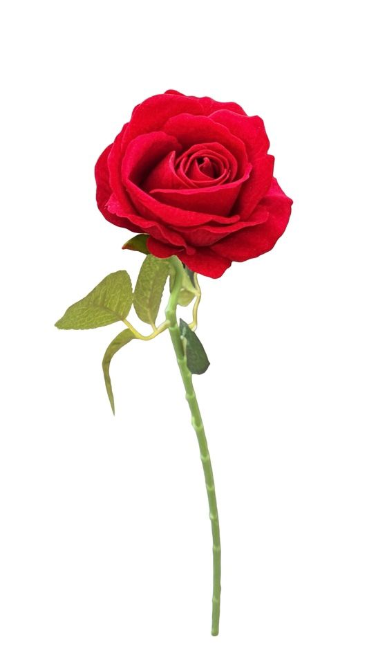 N404 -  Acacia Rose Red (160)