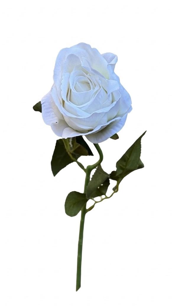 N404 -  Acacia Rose White (160)